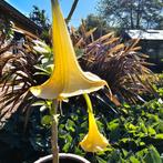 Brugmansia stekken geel, Tuin en Terras, Planten | Tuinplanten, Ophalen, Zomer, Overige soorten, Volle zon