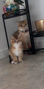 Prachtige British Shorthair kittens te koop, Meerdere dieren