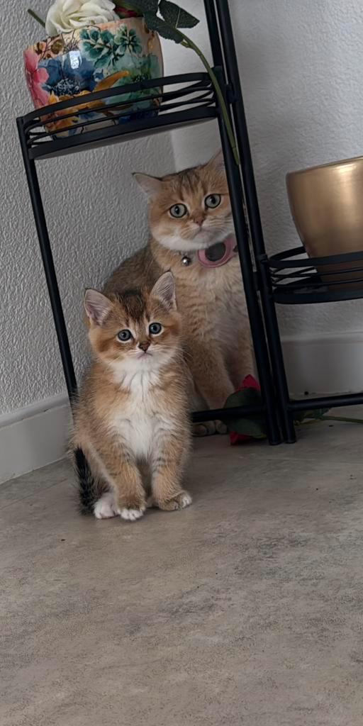 Prachtige British Shorthair kittens te koop, Dieren en Toebehoren, Katten en Kittens | Raskatten | Korthaar, Meerdere dieren