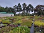Biologische vaste planten, Tuin en Terras, Planten | Tuinplanten, Volle zon, Vaste plant, Zomer, Ophalen