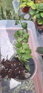 Hoya Endauensis, Ophalen of Verzenden