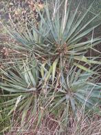 ycca, Ophalen of Verzenden, Overige soorten, Volle zon