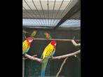 Pennant rosella parkiet goudmantel, Dieren en Toebehoren, Vogels | Parkieten en Papegaaien, Mannelijk, Parkiet, Geringd