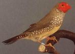 Tropische vogels | veel keuze | Passend advies, Dieren en Toebehoren, Meerdere dieren, Kleurkanarie