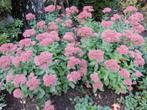 MOOIE SEDUM PLANTEN, Vaste plant, Halfschaduw, Herfst, Ophalen
