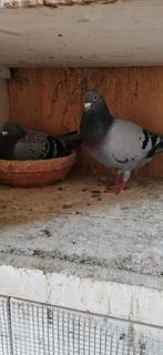 Postduif, Dieren en Toebehoren