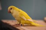 Baby Muisparkieten | Handtam | Getest | Jonkies, Meerdere dieren, Parkiet, Pratend