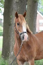 STALLING GEZOCHT!!, Ophalen of Verzenden, Zo goed als nieuw, Paarden of Pony's
