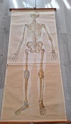Oude schoolplaat Menselijk Skelet Anatomie, Ophalen of Verzenden, Natuur en Biologie