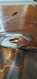 Guppen, guppies. Mannetjes en vrouwtjes naar keuze., Dieren en Toebehoren, Vissen | Aquariumvissen, Vis