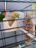 Mooie Agapornis., Ophalen, Zo goed als nieuw, Metaal, Vogelkooi