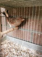Mooie Portugese Harlekijn kanarie., Dieren en Toebehoren, Vogels | Kanaries, Mannelijk, Kleurkanarie
