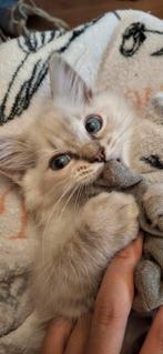 2 lieve ragdoll kittens zoeken een huisje, Dieren en Toebehoren, Kater, Gechipt, 0 tot 2 jaar