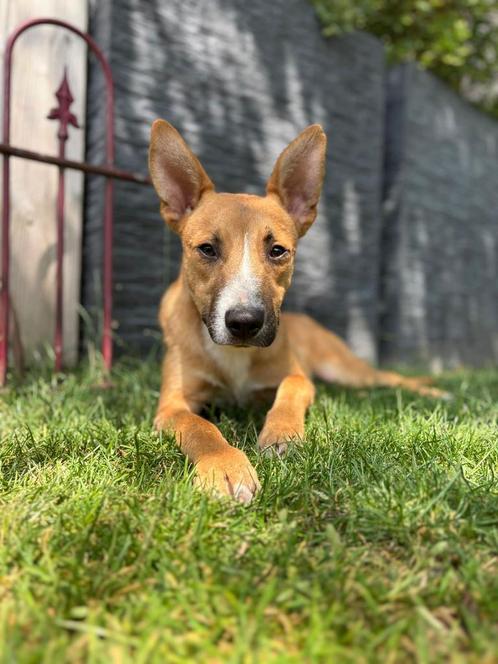 Zeno reutje van 9 maanden, Dieren en Toebehoren, Honden | Niet-rashonden, Middel, Reu, Particulier, Eén hond, Buitenland, 15 weken tot 1 jaar