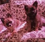 Langharige pomchi pup, 8 tot 15 weken, CDV (hondenziekte), Meerdere, Nederland