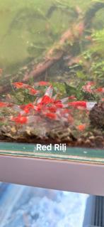 Red Rili Neocaridina Garnalen, Dieren en Toebehoren, Kreeft, Krab of Garnaal, Zoetwatervis, Schoolvis
