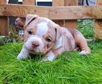 Old English bulldogs pups uit geweldige lijnen met stamboom., Dieren en Toebehoren, Honden | Bulldogs, Pinschers en Molossers