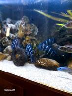 Frontosa, Dieren en Toebehoren, Vissen | Aquariumvissen, Vis