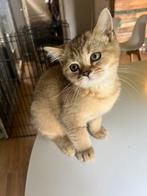 British Golden kittens (nog 1 kitten beschikbaar), Dieren en Toebehoren, Katten en Kittens | Raskatten | Korthaar, Meerdere dieren
