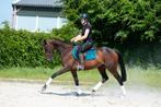 Mega chique en super brave allround sport E pony!!, Dieren en Toebehoren, Pony's, Gechipt, Dressuurpony, 3 tot 6 jaar, L