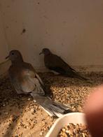 Koppels Sensgal duifjes, Dieren en Toebehoren, Vogels | Duiven, Meerdere dieren, Overige soorten