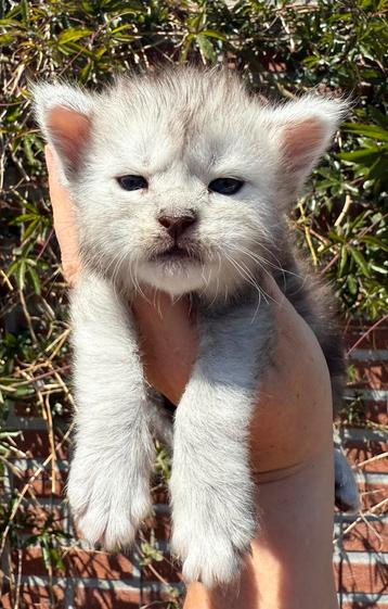 5 hele mooie maine coon kittens te reserveren uit grotelijne beschikbaar voor biedingen