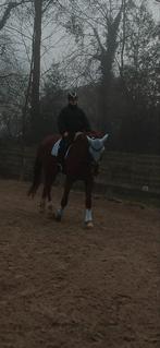 Verzorgpaard / lease paard aangeboden., Dieren en Toebehoren, Ophalen, Nieuw