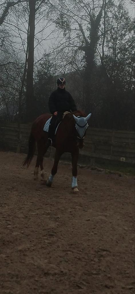 Verzorgpaard / lease paard aangeboden., Dieren en Toebehoren, Paarden en Pony's | Verzorgingsproducten, Nieuw, Ophalen