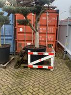 40ft container te koop, Ophalen