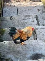 Sebright krielhaan, Dieren en Toebehoren, Pluimvee, Mannelijk, Kip