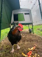 Koperhals Marans haan, Dieren en Toebehoren, Pluimvee, Mannelijk, Kip