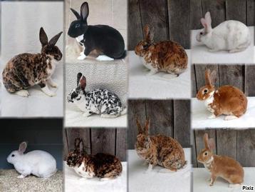 Kleinrex Amerikaanse mini rex Rexkonijn beschikbaar voor biedingen