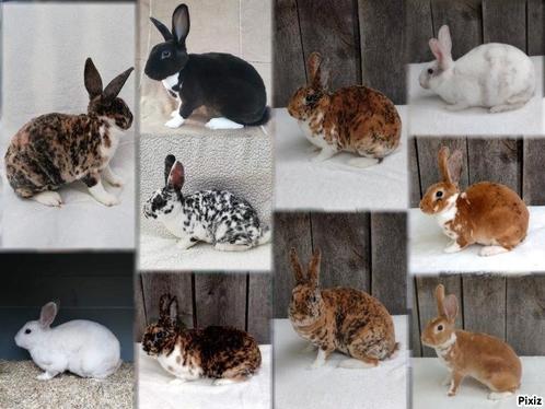 Kleinrex Amerikaanse mini rex Rexkonijn, Dieren en Toebehoren, Konijnen, Groot, Meerdere dieren