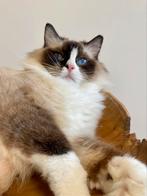 Jonge poes | ragdoll | getest | geholpen | ragdolls, Meerdere dieren, Langharig, 0 tot 2 jaar