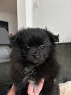 Prachtig pomchi meisje beschikbaar, Parvo, Overige rassen, 8 tot 15 weken, Teef