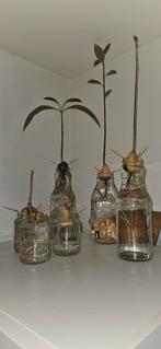 Avocado (klaar om te planten), Ophalen of Verzenden, Volle zon, Overige soorten