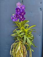 Orchidee Vanda Tweed Blue Motherplant XL (7)