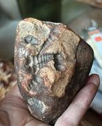 Fossiel in steen, Verzamelen, Ophalen of Verzenden, Fossiel