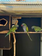 Derbyan parkiet, Dieren en Toebehoren, Vogels | Parkieten en Papegaaien, Geslacht onbekend, Parkiet