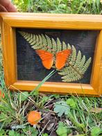 Opgezette Vlinder in Lijst, Huis en Inrichting, Minder dan 50 cm, Nieuw, Ophalen of Verzenden, Schilderij