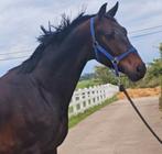 Knapperd van 5 jr, Ruin, Recreatiepaard, 3 tot 6 jaar