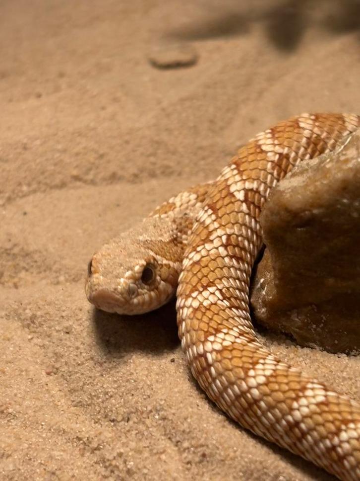 Western hognose toffee man 2022