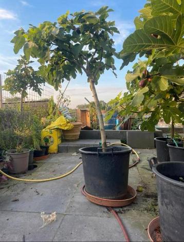 Tekoop aangeboden Ficus Carica vijgenboom beschikbaar voor biedingen