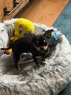 Gezocht:betrouwbare honden oppas, Dieren en Toebehoren, September, Mannelijk