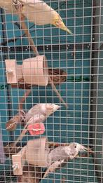 Gezocht (ouder) tam valkparkiet popje, Vrouwelijk, Tam