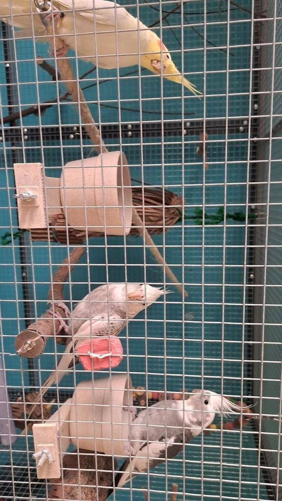 Gezocht (ouder) tam valkparkiet popje, Dieren en Toebehoren, Vogels | Overige Vogels, Vrouwelijk, Tam