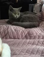 Katje,british shorthair, grijs!, Dieren en Toebehoren, Poes, 0 tot 2 jaar