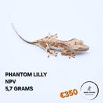 Correlophus ciliatus wimpergekko JOKERGECKOS, Hagedis, 0 tot 2 jaar