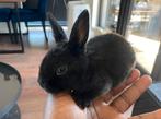 Havanna konijnen, Dieren en Toebehoren, Konijnen, Meerdere dieren
