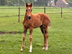 Stalhulp bij de paarden voor in de weekenden